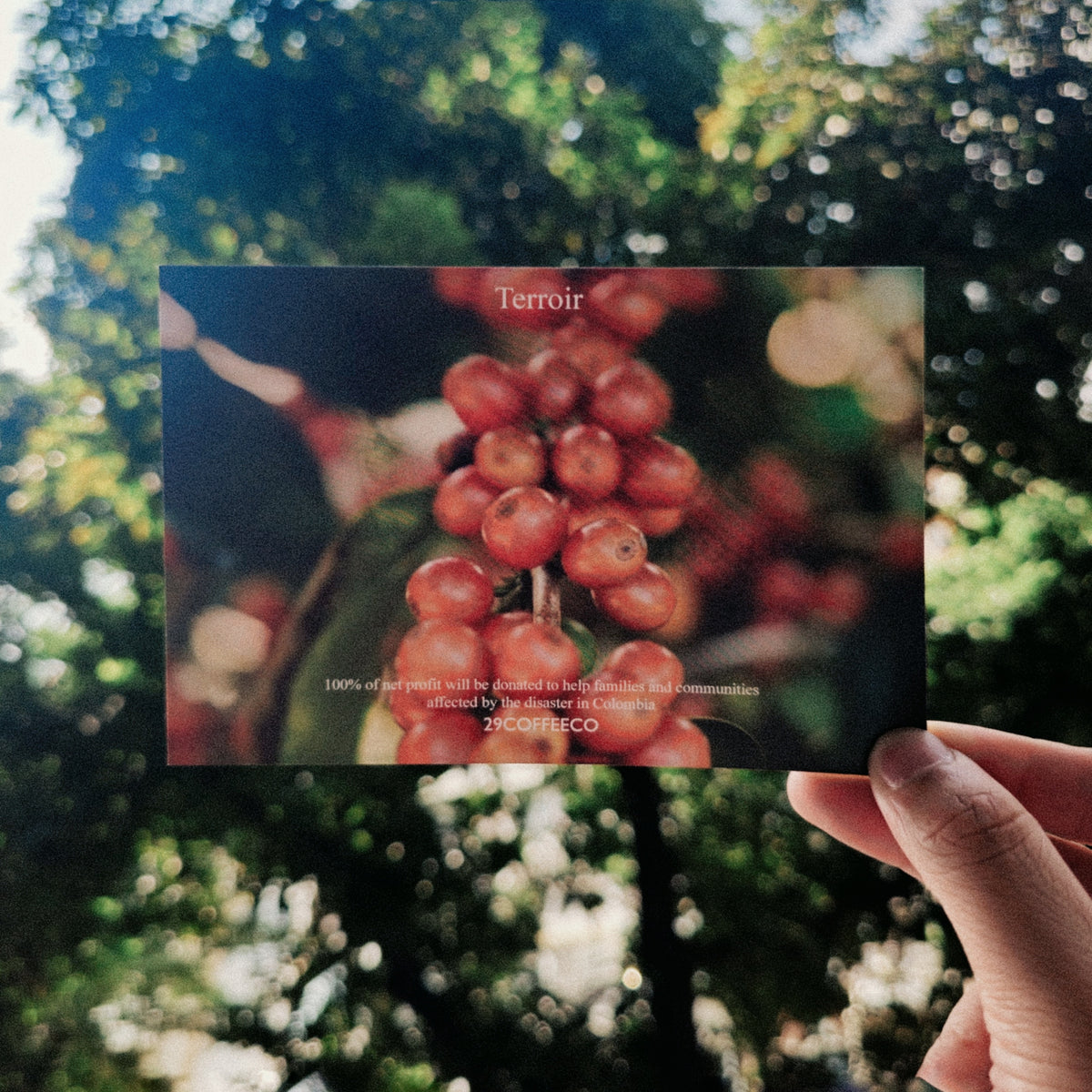 Colombia - Pink Bourbon (Box Set)